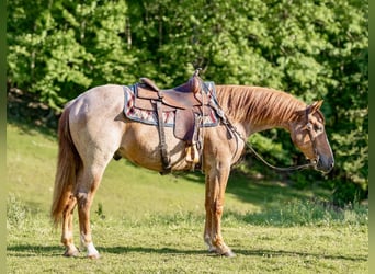 Caballo cuarto de milla, Caballo castrado, 3 años, Ruano alazán