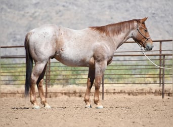 Caballo cuarto de milla, Caballo castrado, 3 años, Ruano alazán
