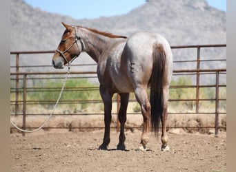 Caballo cuarto de milla, Caballo castrado, 3 años, Ruano alazán