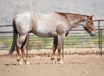 Caballo cuarto de milla, Caballo castrado, 3 años, Ruano alazán