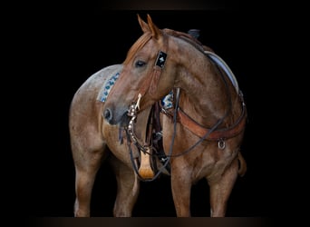 Caballo cuarto de milla, Caballo castrado, 3 años, Ruano alazán