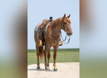Caballo cuarto de milla, Caballo castrado, 3 años, Ruano alazán