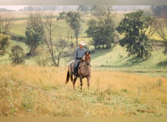 Caballo cuarto de milla, Caballo castrado, 3 años, Ruano alazán