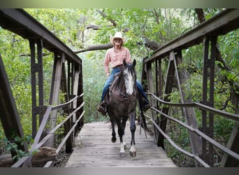 Caballo cuarto de milla, Caballo castrado, 3 años, Tordo