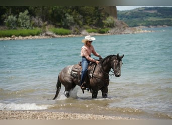 Caballo cuarto de milla, Caballo castrado, 3 años, Tordo