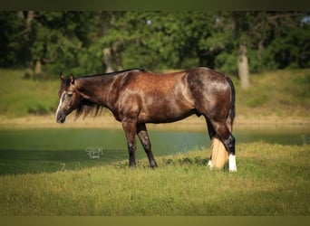 Caballo cuarto de milla, Caballo castrado, 3 años, Tordo