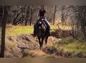 Caballo cuarto de milla, Caballo castrado, 3 años, Tordo