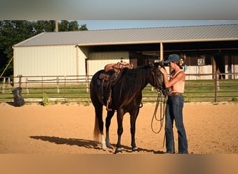 Caballo cuarto de milla, Caballo castrado, 3 años, Tordo