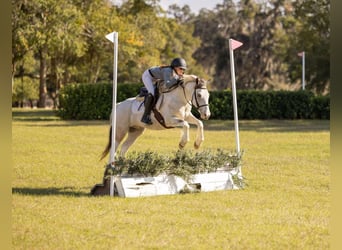 Caballo cuarto de milla Mestizo, Caballo castrado, 4 años, 137 cm, Pío