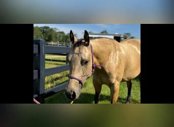 Caballo cuarto de milla, Caballo castrado, 4 años, 142 cm, Buckskin/Bayo