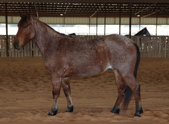 Caballo cuarto de milla, Caballo castrado, 4 años, 142 cm, Castaño-ruano