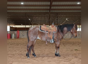 Caballo cuarto de milla, Caballo castrado, 4 años, 142 cm, Castaño-ruano