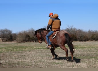 Caballo cuarto de milla, Caballo castrado, 4 años, 142 cm, Castaño-ruano