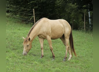 Caballo cuarto de milla, Caballo castrado, 4 años, 142 cm, Champán