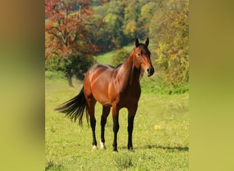 Caballo cuarto de milla, Caballo castrado, 4 años, 142 cm