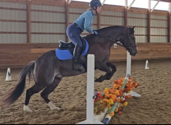 Caballo cuarto de milla, Caballo castrado, 4 años, 142 cm, Negro