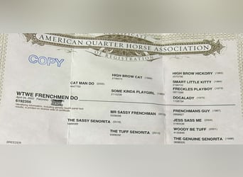 Caballo cuarto de milla, Caballo castrado, 4 años, 142 cm, Palomino