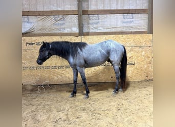 Caballo cuarto de milla, Caballo castrado, 4 años, 142 cm, Ruano azulado