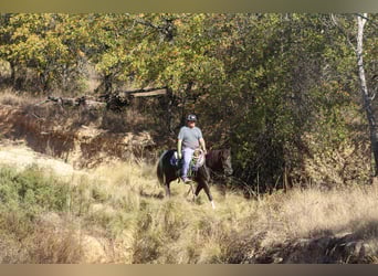 Caballo cuarto de milla, Caballo castrado, 4 años, 142 cm, Tobiano-todas las-capas