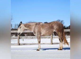 Caballo cuarto de milla, Caballo castrado, 4 años, 142 cm, Tordo rodado