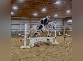 Caballo cuarto de milla, Caballo castrado, 4 años, 142 cm, Tordo rodado
