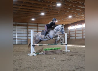 Caballo cuarto de milla, Caballo castrado, 4 años, 142 cm, Tordo rodado