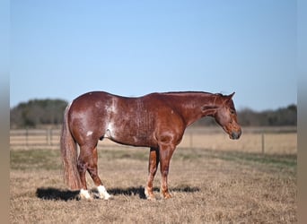 Caballo cuarto de milla, Caballo castrado, 4 años, 145 cm, Alazán rojizo
