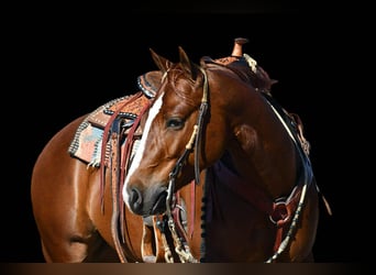 Caballo cuarto de milla, Caballo castrado, 4 años, 145 cm, Alazán rojizo