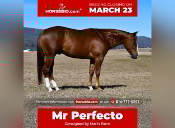 Caballo cuarto de milla, Caballo castrado, 4 años, 145 cm, Alazán rojizo