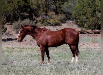 Caballo cuarto de milla, Caballo castrado, 4 años, 145 cm, Alazán-tostado
