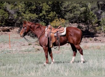 Caballo cuarto de milla, Caballo castrado, 4 años, 145 cm, Alazán-tostado