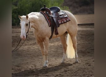 Caballo cuarto de milla, Caballo castrado, 4 años, 145 cm, Palomino
