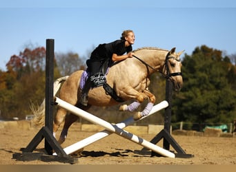 Caballo cuarto de milla, Caballo castrado, 4 años, 145 cm, Palomino