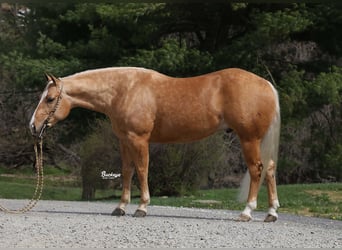 Caballo cuarto de milla, Caballo castrado, 4 años, 145 cm, Palomino