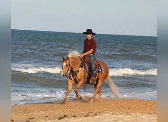 Caballo cuarto de milla, Caballo castrado, 4 años, 145 cm, Palomino