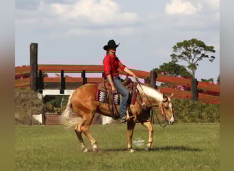 Caballo cuarto de milla, Caballo castrado, 4 años, 145 cm, Palomino