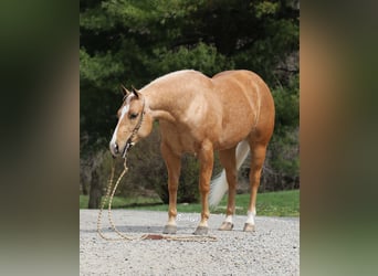 Caballo cuarto de milla, Caballo castrado, 4 años, 145 cm, Palomino