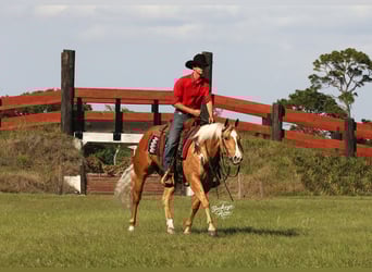 Caballo cuarto de milla, Caballo castrado, 4 años, 145 cm, Palomino
