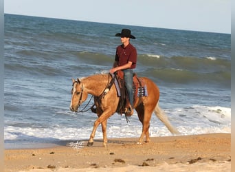 Caballo cuarto de milla, Caballo castrado, 4 años, 145 cm, Palomino