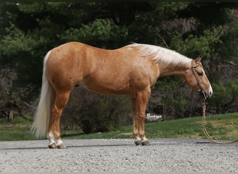 Caballo cuarto de milla, Caballo castrado, 4 años, 145 cm, Palomino