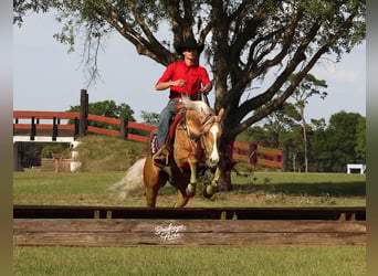 Caballo cuarto de milla, Caballo castrado, 4 años, 145 cm, Palomino