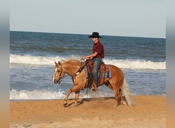 Caballo cuarto de milla, Caballo castrado, 4 años, 145 cm, Palomino