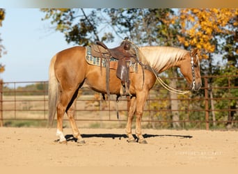 Caballo cuarto de milla, Caballo castrado, 4 años, 145 cm, Palomino