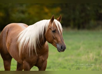 Caballo cuarto de milla, Caballo castrado, 4 años, 145 cm, Palomino