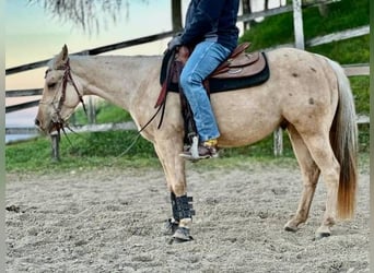 Caballo cuarto de milla, Caballo castrado, 4 años, 145 cm, Palomino