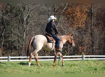 Caballo cuarto de milla, Caballo castrado, 4 años, 145 cm, Ruano alazán