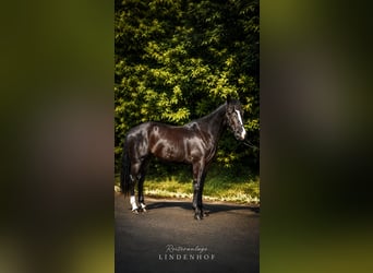 Caballo cuarto de milla, Caballo castrado, 4 años, 146 cm, Negro