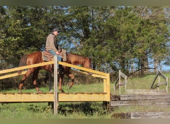 Caballo cuarto de milla, Caballo castrado, 4 años, 147 cm, Alazán rojizo