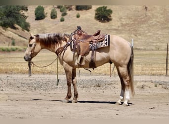 Caballo cuarto de milla, Caballo castrado, 4 años, 147 cm, Bayo