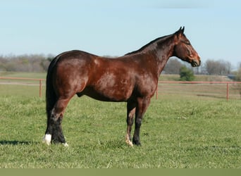 Caballo cuarto de milla, Caballo castrado, 4 años, 147 cm, Castaño rojizo